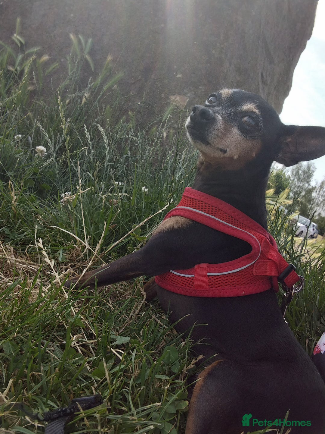 Miniature Pinscher dogs for sale: Help me to find home  - Image 4