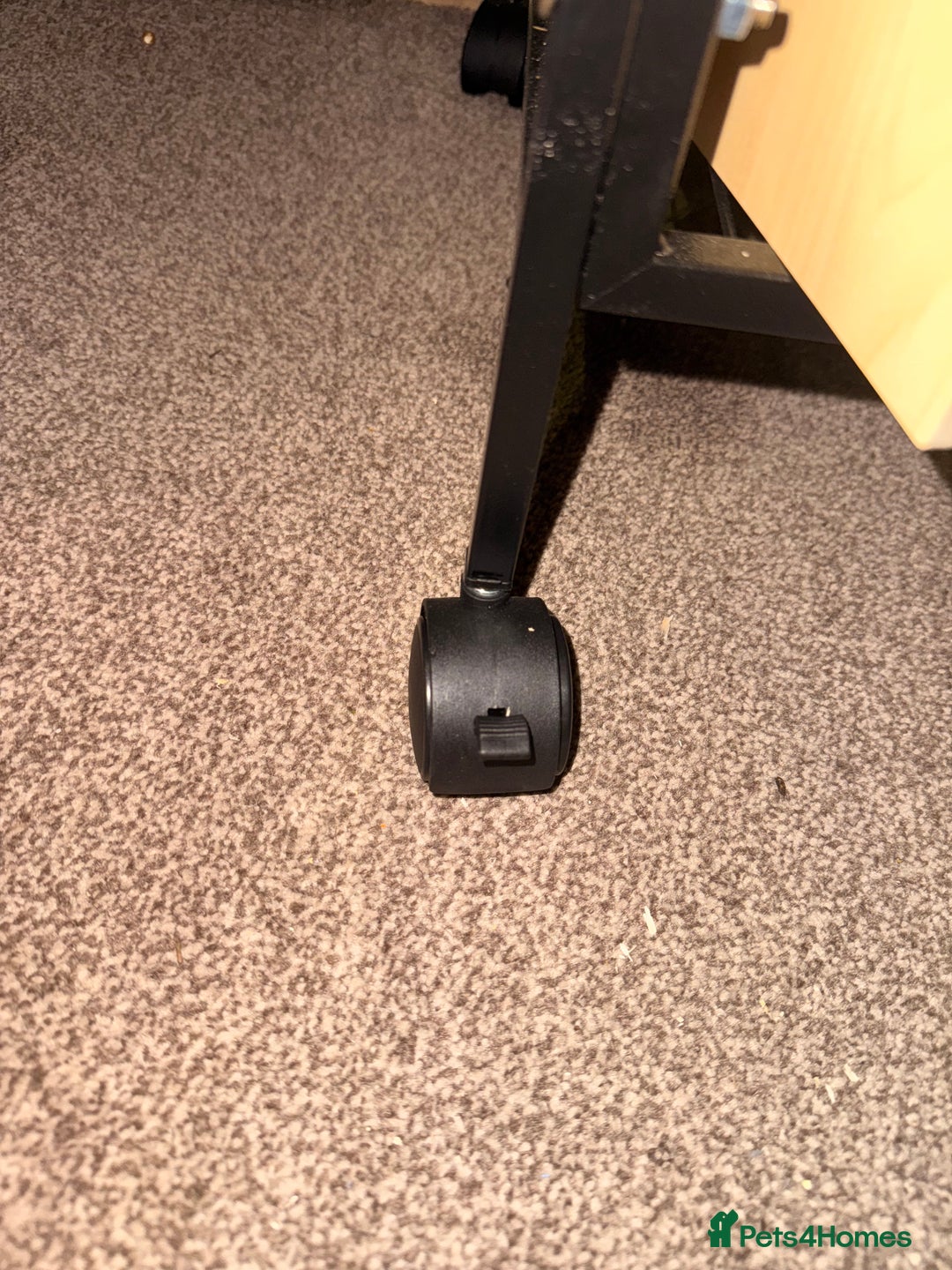 Hamster rodents for sale: Beige and white hamster including cage - Advert 9