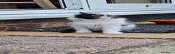Domestic Shorthair cats for sale: Kittens  - Advert 16
