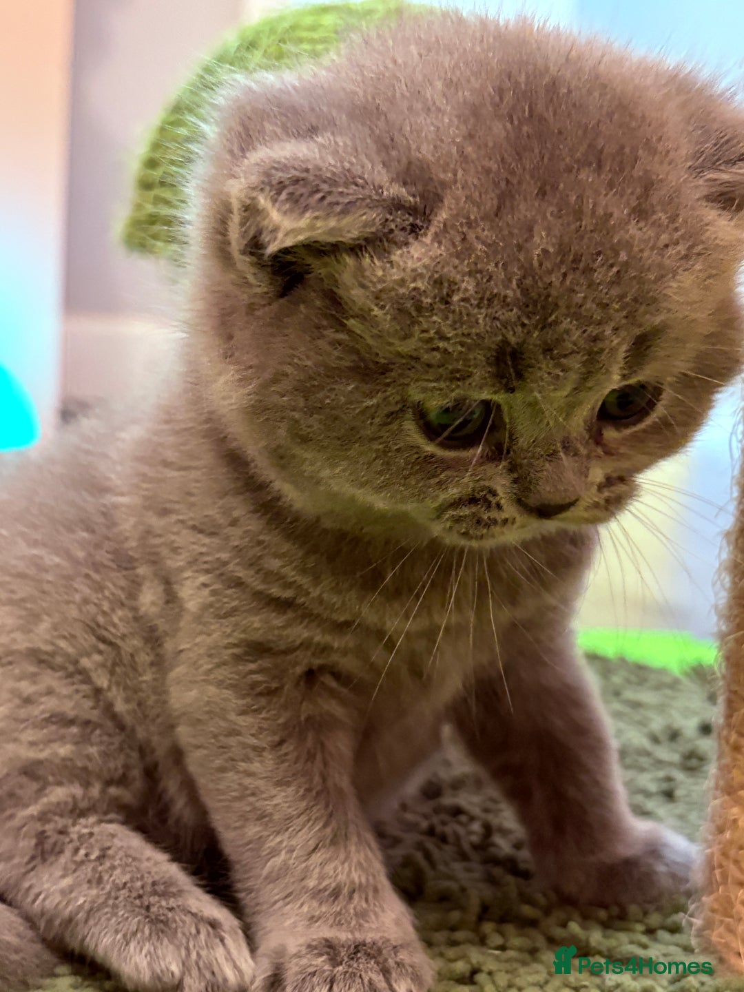 British Shorthair cats for sale: Beautiful GCCF Registered MultiColoured BSH kitte  - Advert 7