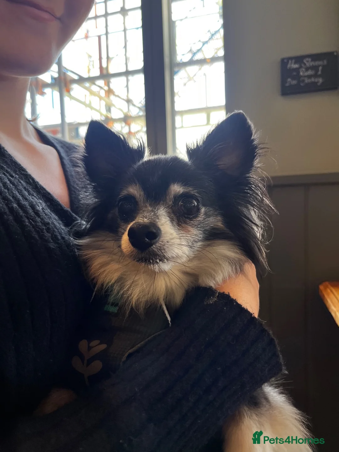 Chihuahua dogs for sale: Coco 8 year old chihuahua  - Advert 1