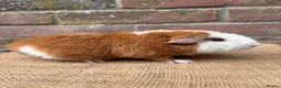 Guinea Pig rodents for sale: Stunning teddy boars - Advert 2