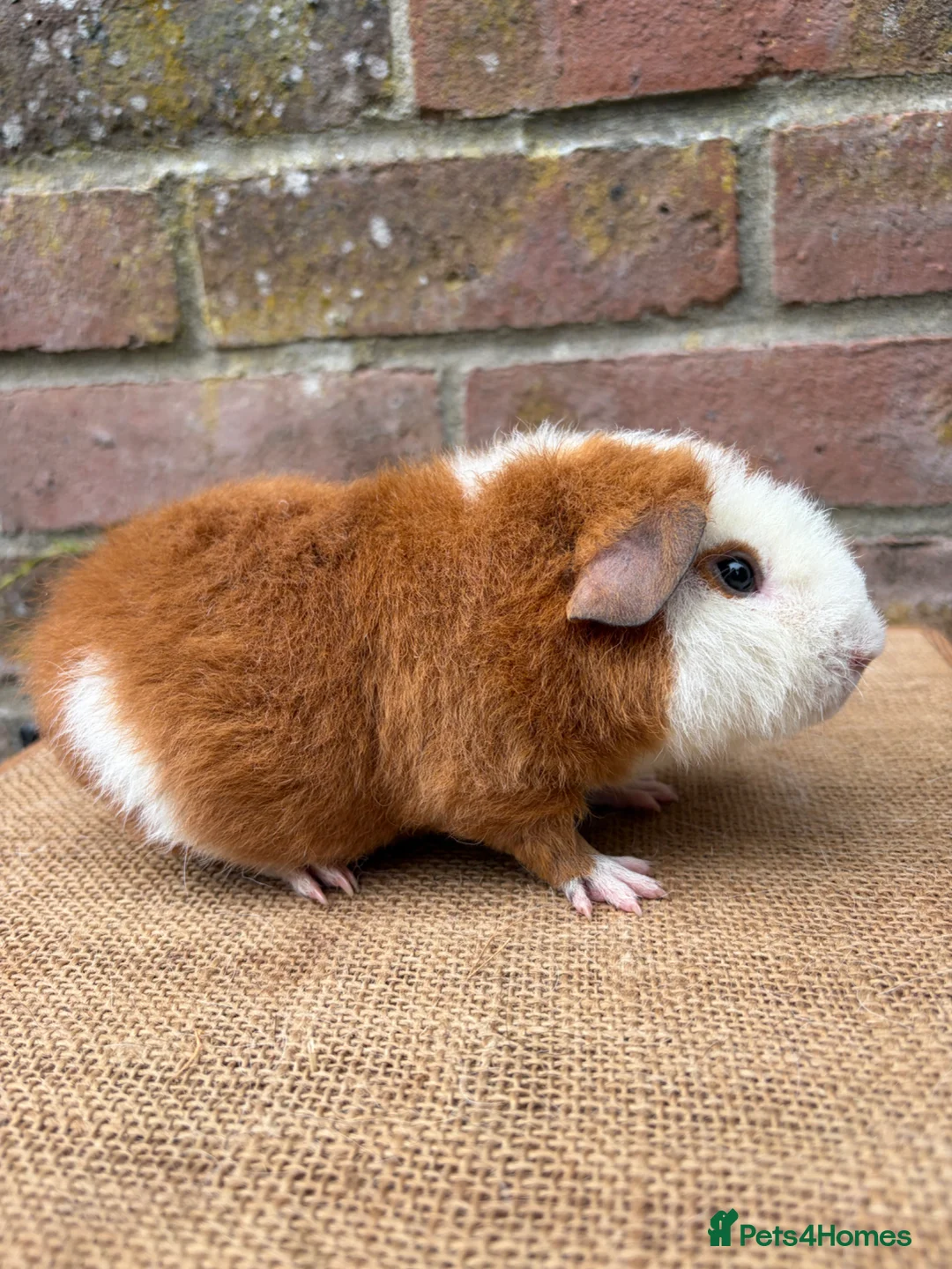 Guinea Pig rodents for sale: Stunning teddy boars - Advert 2