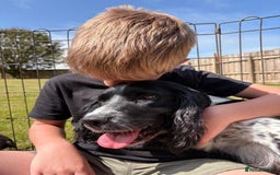 English Springer Spaniel dogs for sale: Springer spaniel puppies for sale  - Image 19