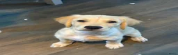 Golden Retriever dogs for sale: Beautiful KC Registered Golden Retriever Boy - Advert 3