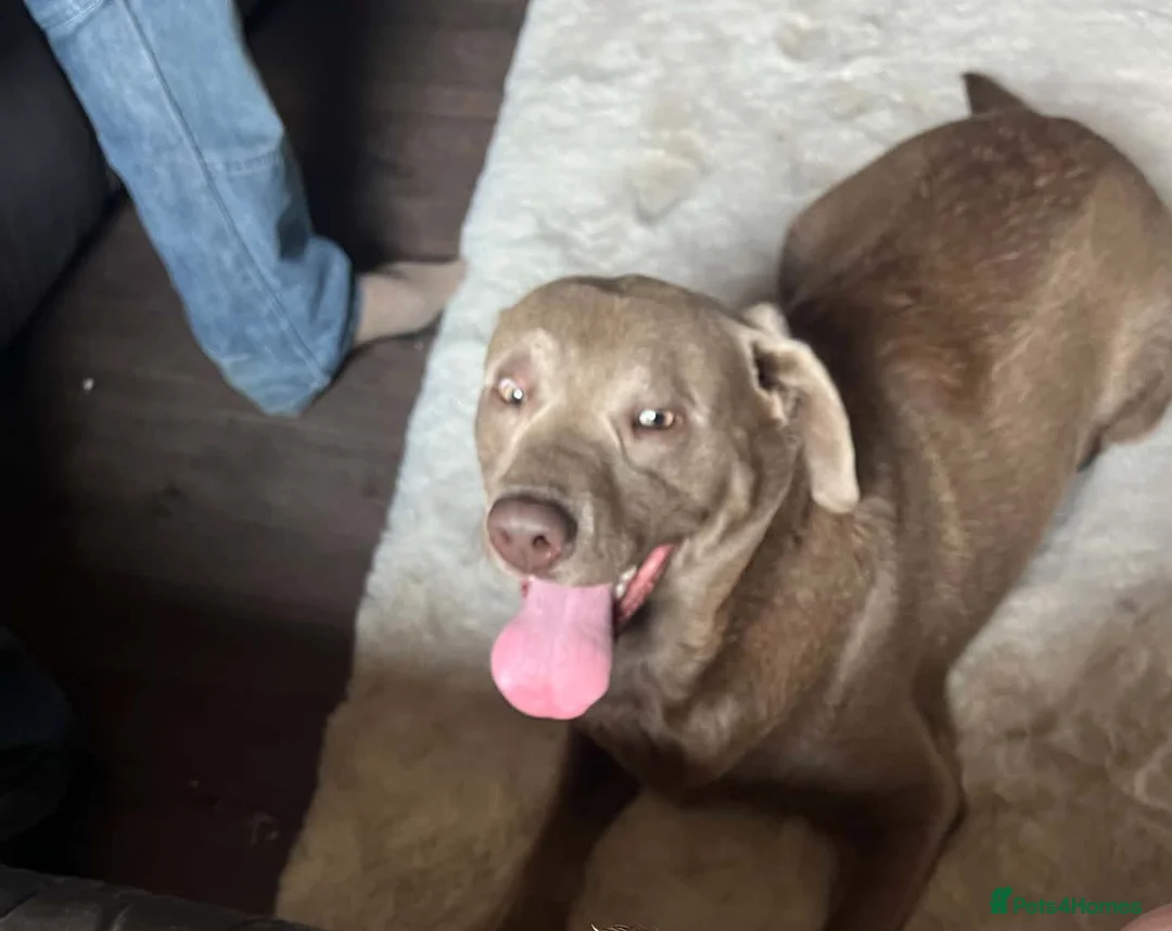 Labrador Retriever dogs for sale: For a good home in Witham - Advert 2