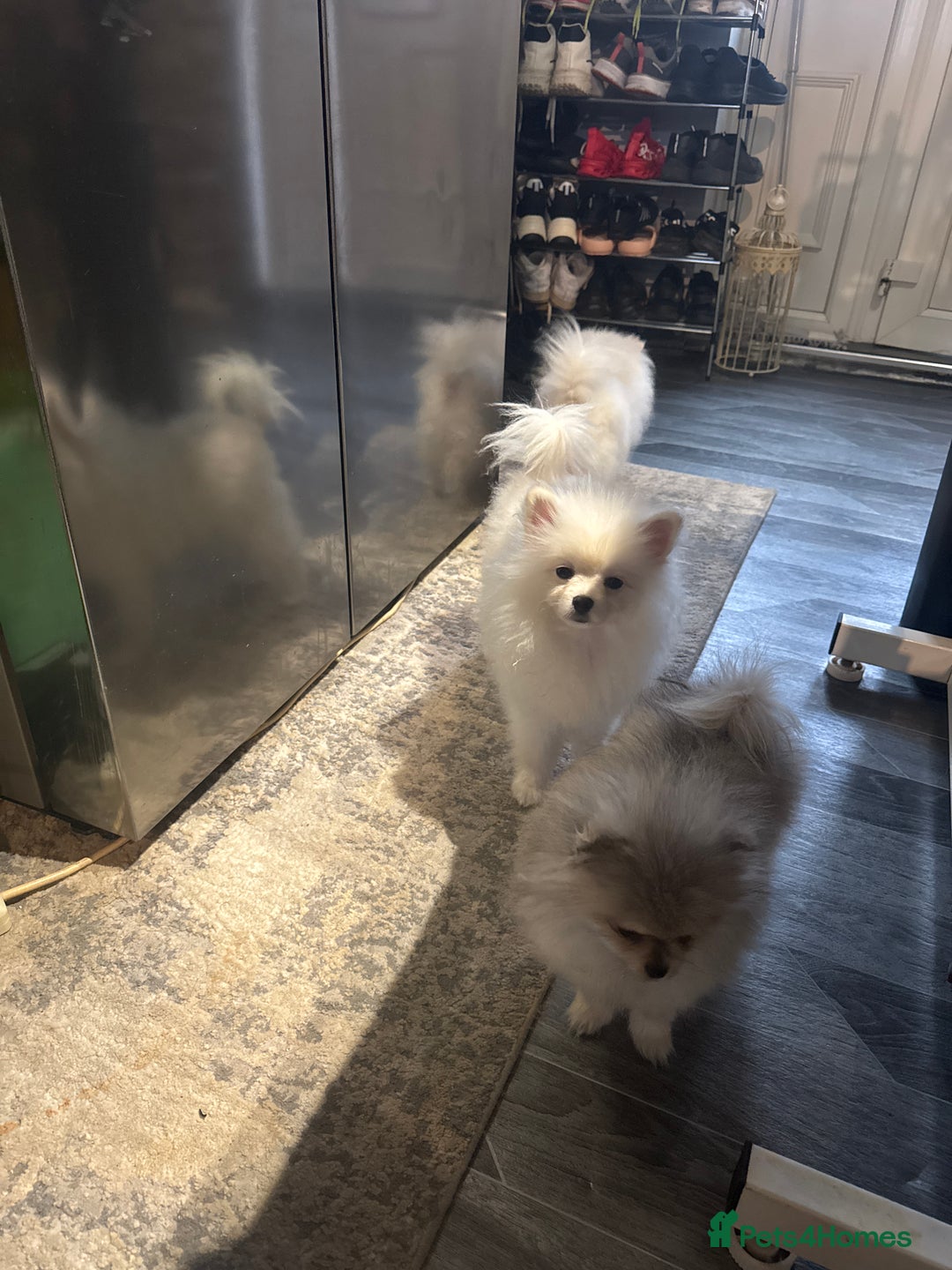 Pomeranian dogs for sale: Pomeranian  - Advert 3