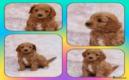 Cavapoo dogs for sale: Cavapoo  - Image 4
