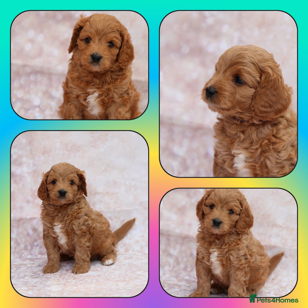 Cavapoo dogs for sale: Cavapoo  - Image 4