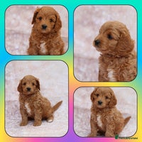 Cavapoo dogs - Advert 13