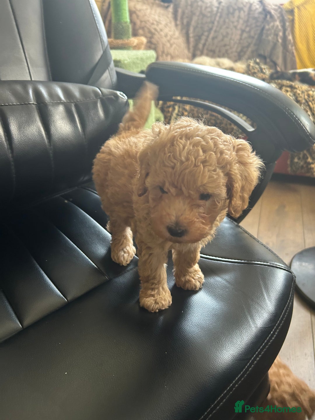Toy Poodle dogs for sale: Red toy poodle puppies - Image 6