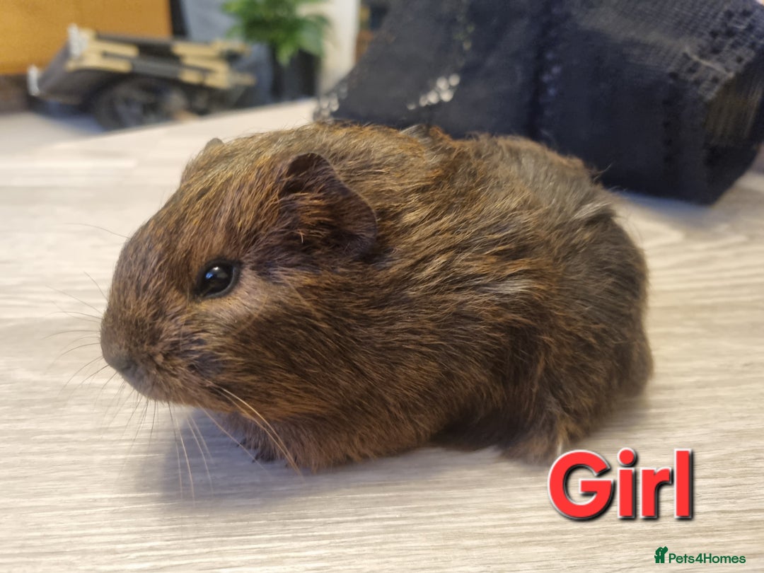 Guinea Pig rodents for sale: Guinea pigs for sale £25 each  - Advert 6