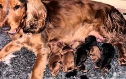 Cocker Spaniel dogs for sale: Cocker spaniel puppies for sale  - Image 10