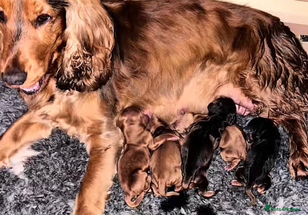 Cocker Spaniel dogs for sale: Cocker spaniel puppies for sale  - Image 10