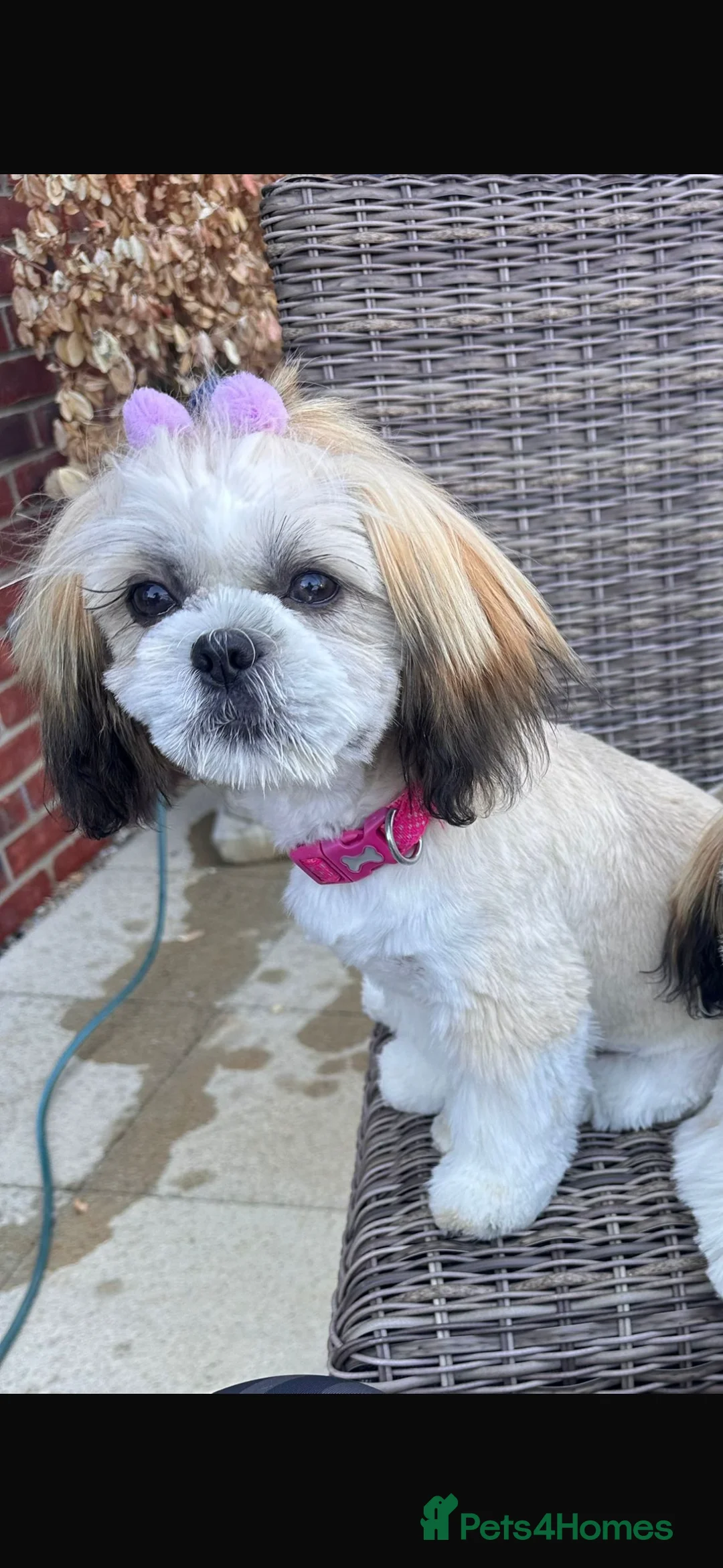 Shih Tzu dogs for sale:  Shih Tzu puppy  - Advert 17