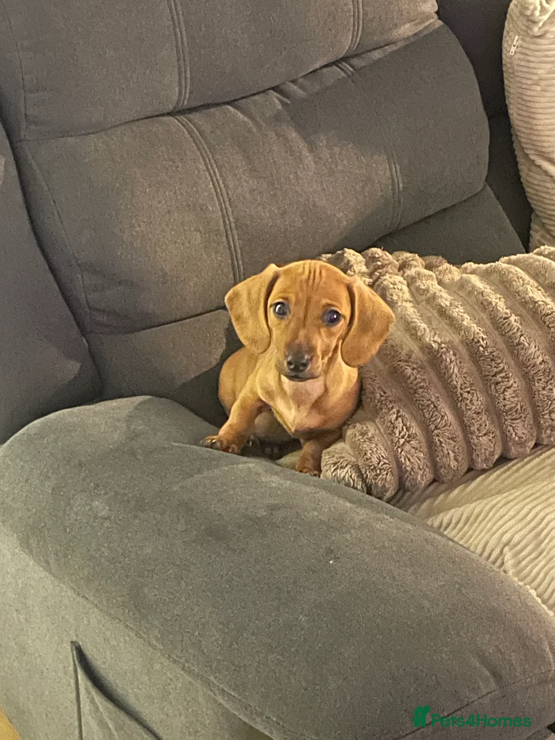 Dachshund dogs for sale: One girl left looking forever home  - Advert 2
