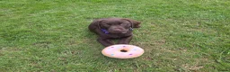 Labrador Retriever dogs for sale: 10 week old female Chocolate Labrador puppy  - Advert 8