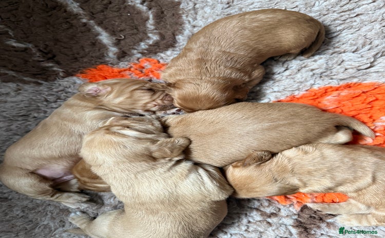 Cockerdor dogs - Advert 8