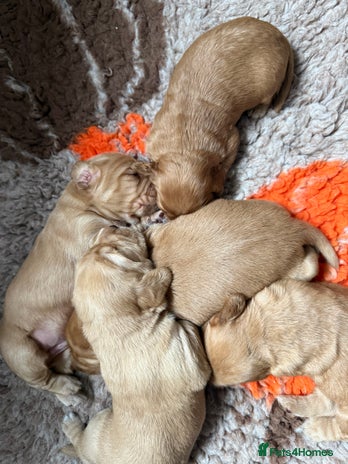 Cockerdor dogs - Advert 8