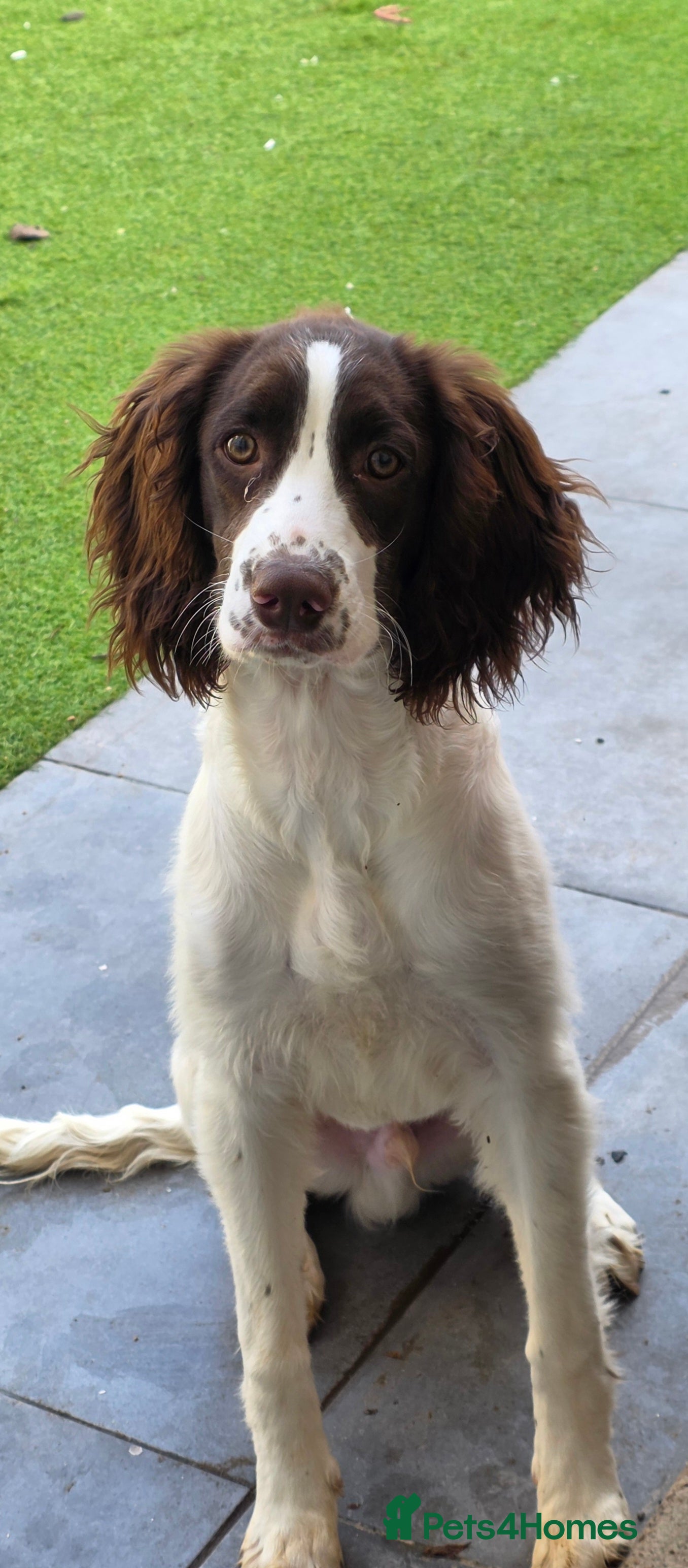 English Springer Spaniel dogs 6 Months Old Male Springer Spaniel - Advert 2