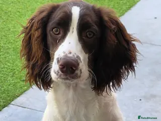 English Springer Spaniel dogs 6 Months Old Male Springer Spaniel - Advert 2