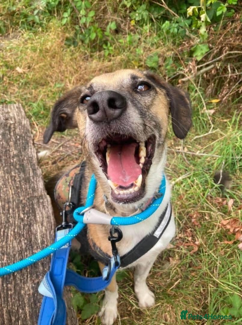 Mixed Breed dogs Meet Erol, currently residing in Surrey - Advert 1
