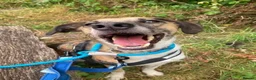 Mixed Breed dogs for adoption: Meet Erol, currently residing in Surrey in Chessington - Advert 1