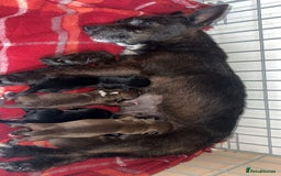 Patterdale Terrier dogs for sale: 3 gorgeous patterdale puppies  - Image 1