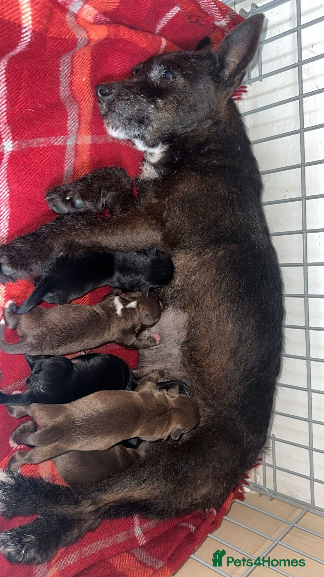 Patterdale Terrier dogs for sale: 3 gorgeous patterdale puppies  - Image 1