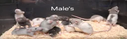 Rat rodents for sale: Baby Dumbo Rat's  - Advert 15