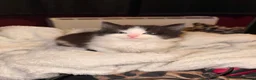 Maine Coon cats for sale: Maine coon kitten for sale!  - Advert 4