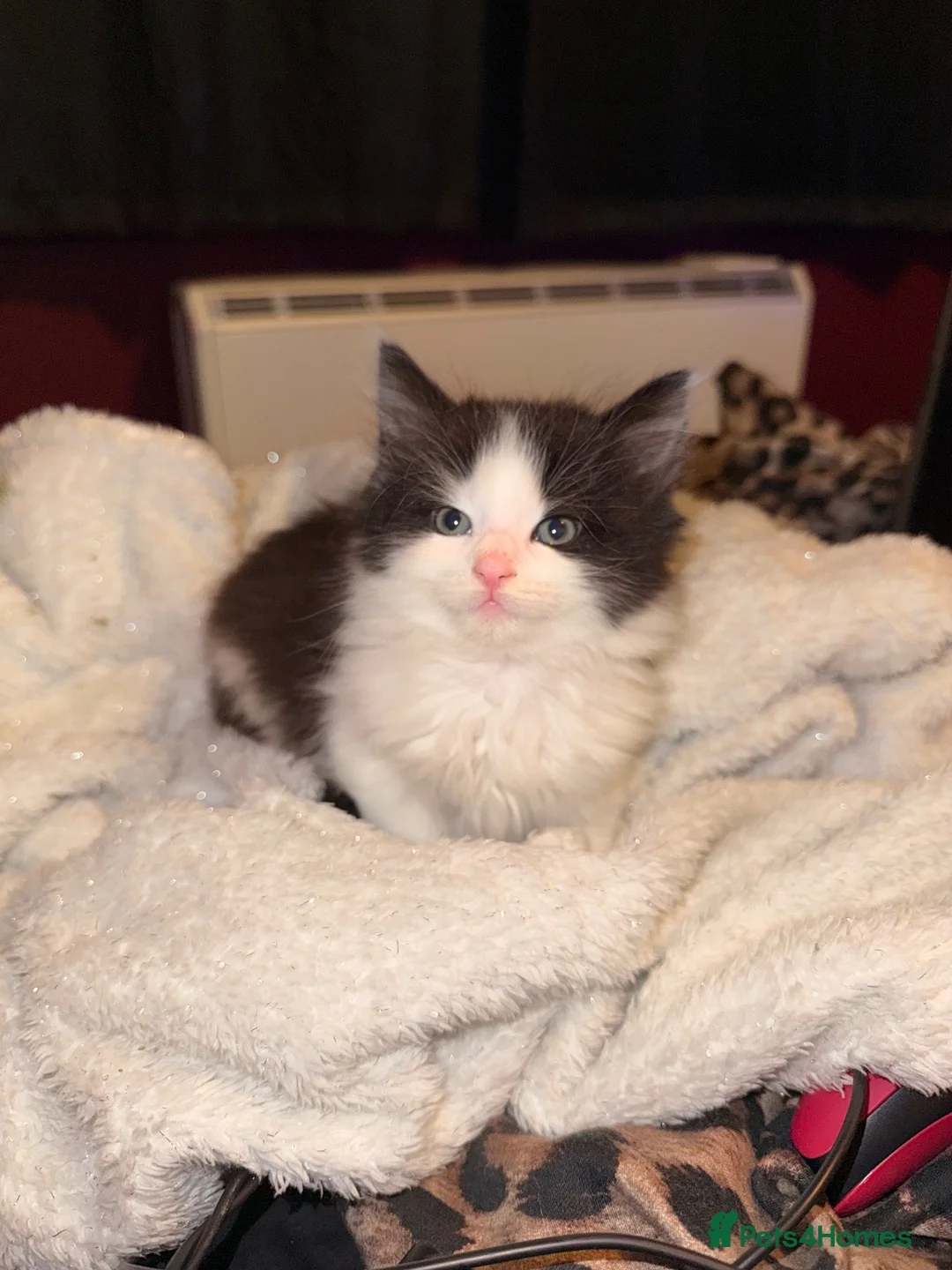 Maine Coon cats for sale: Maine coon kitten for sale!  - Advert 4