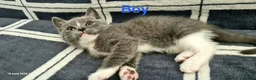 Mixed Breed cats for sale: 6 Beautiful Kittens - Advert 3