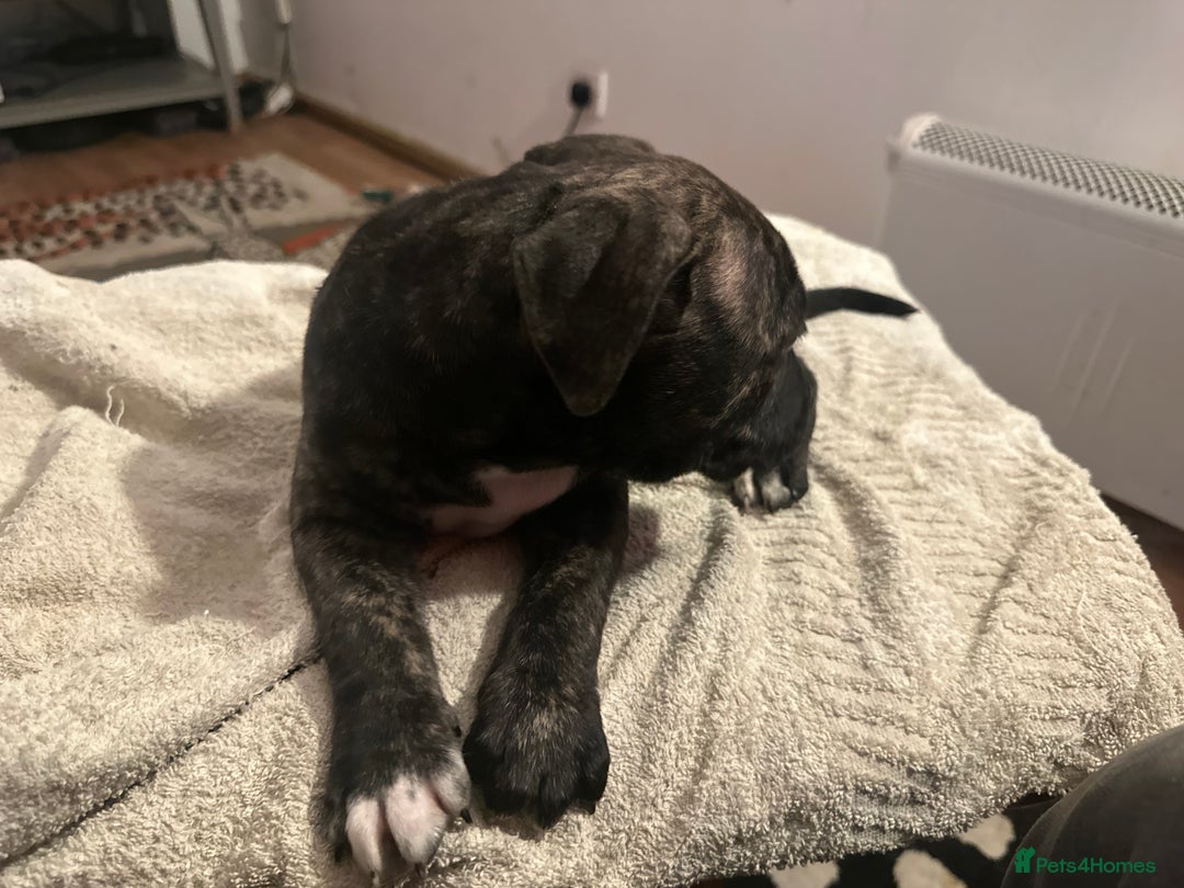 Mixed Breed dogs for sale: Beautiful staffy puppies looking for forever home  - Advert 23