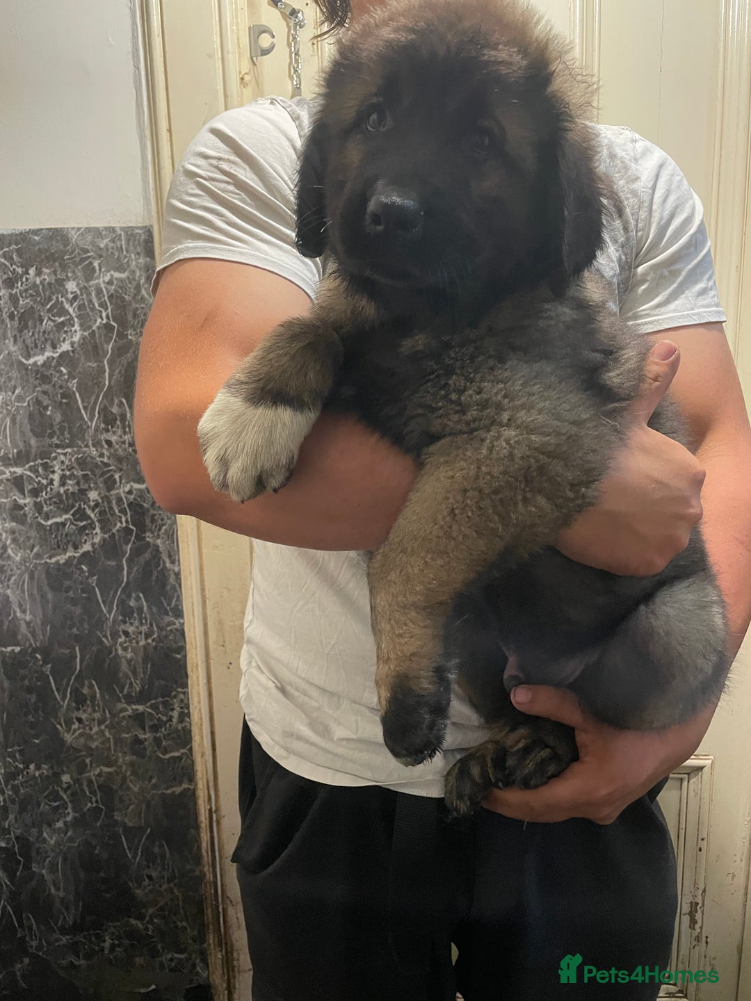 Caucasian Shepherd Dog dogs for sale: Beautiful pups from large parents  - Image 3
