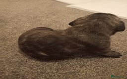 Mixed Breed dogs for sale: American pocket Corso - Image 18