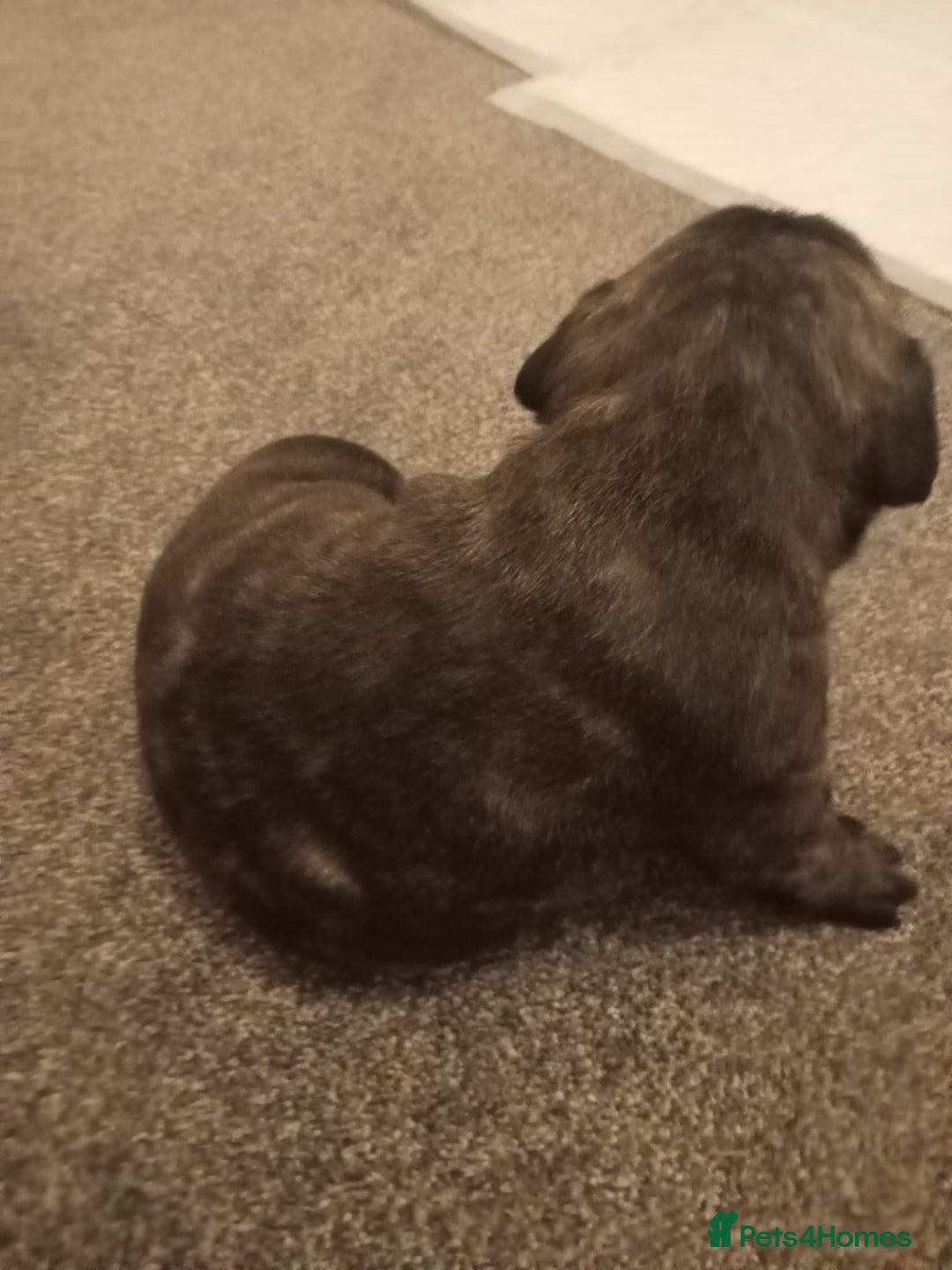 Mixed Breed dogs for sale: American pocket Corso - Image 18