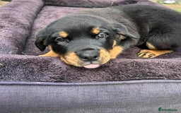 Rottweiler dogs for sale: Rottweiler puppies  - Image 14