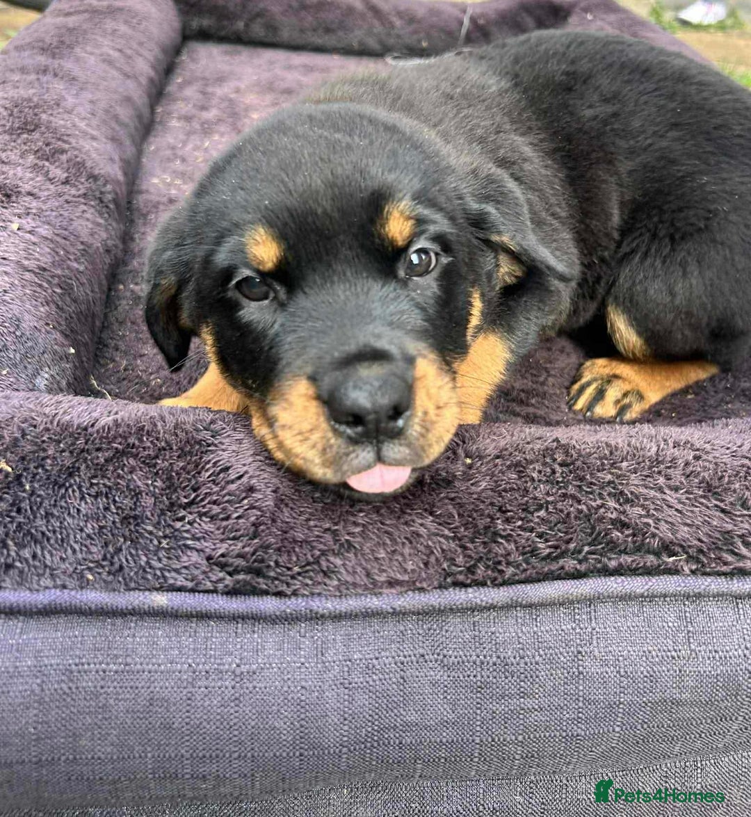 Rottweiler dogs for sale: Rottweiler puppies  - Image 14