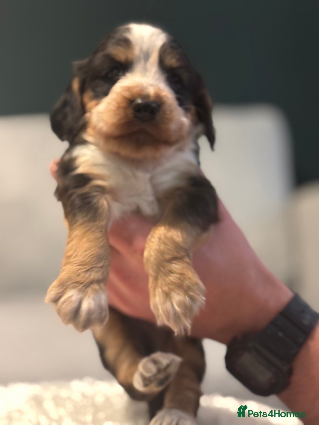 Cocker Spaniel dogs for sale: 6 Cocker Spaniel puppies for sale - Advert 31
