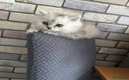 Persian cats for sale: Persian kittens for sale - Image 11