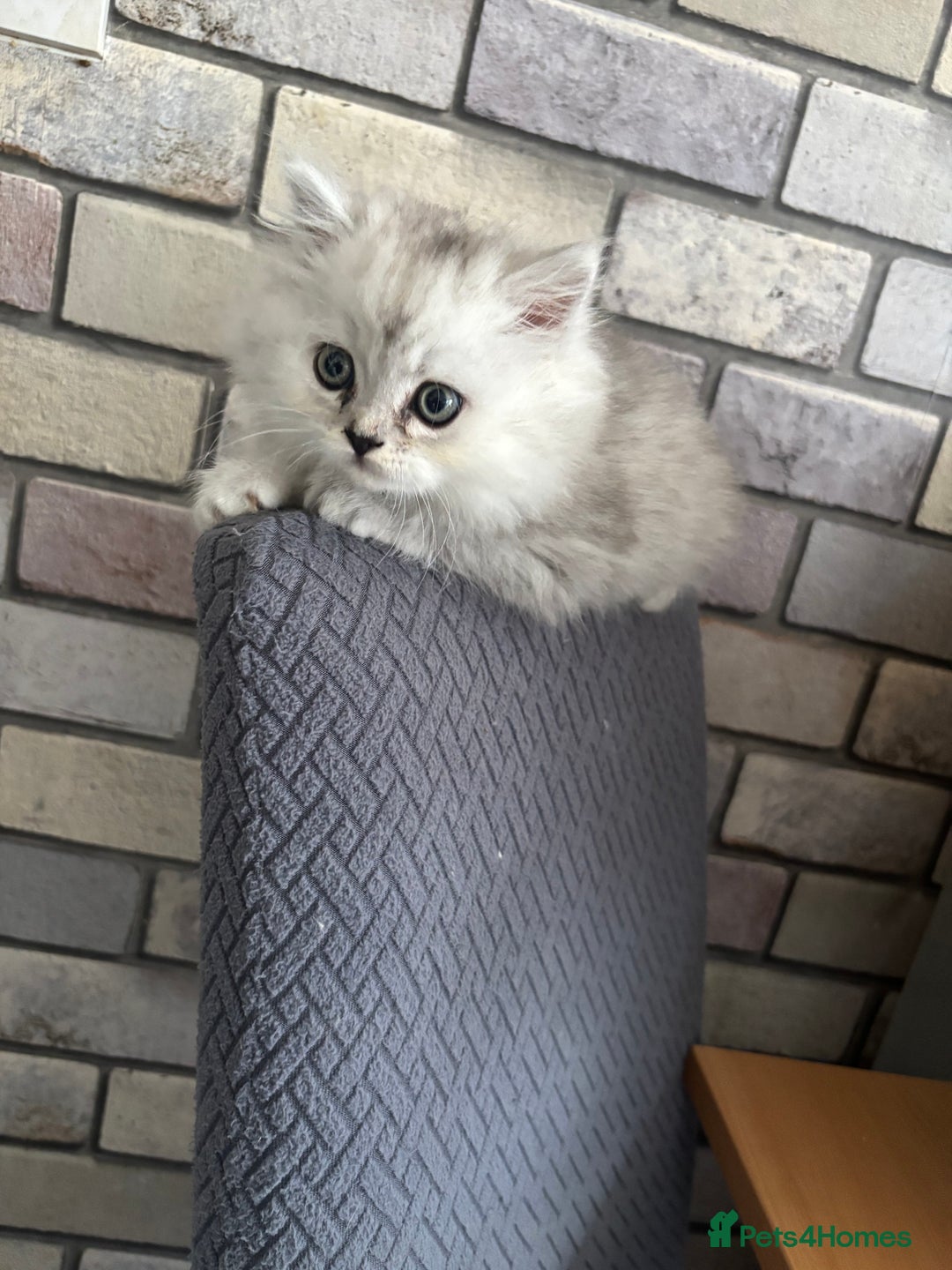 Persian cats for sale: Persian kittens for sale - Image 11