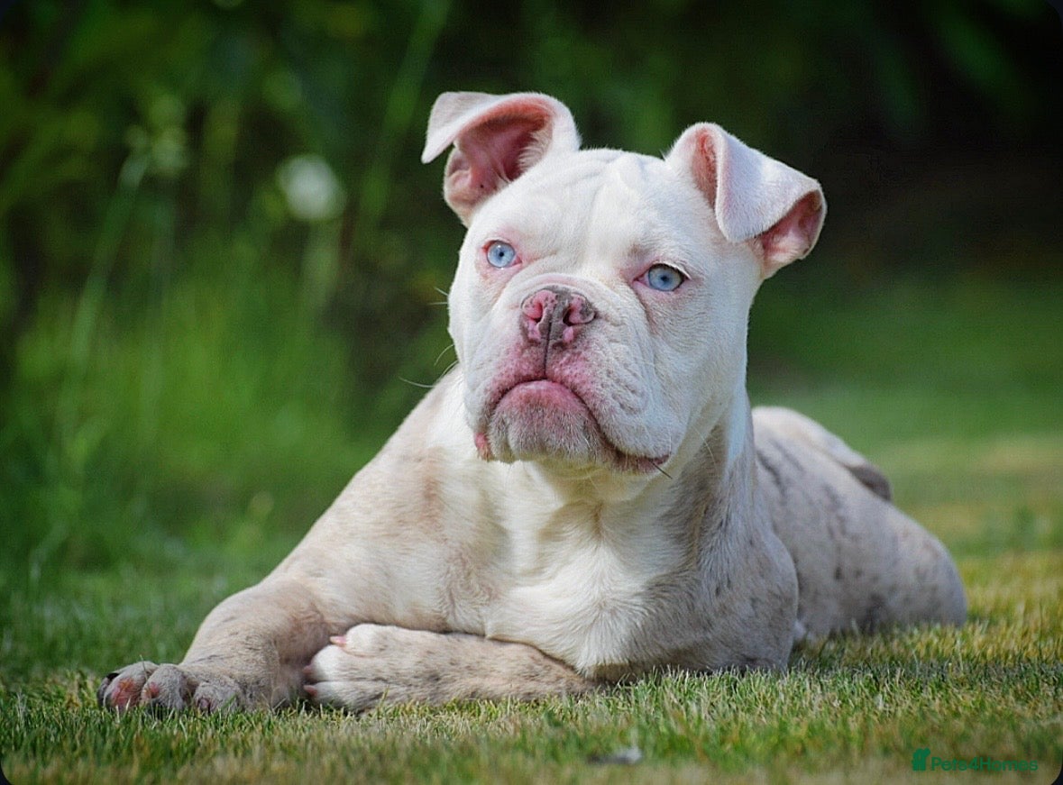 Old Tyme Bulldog dogs 23 YEARS, EXPERIENCE, 5 STAR RATED, LICENSED - Advert 3