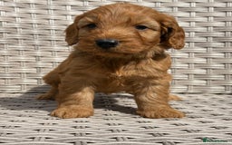 Cockapoo dogs for sale: 😍😍 F1 cockapoo puppies 😍😍 - Image 3