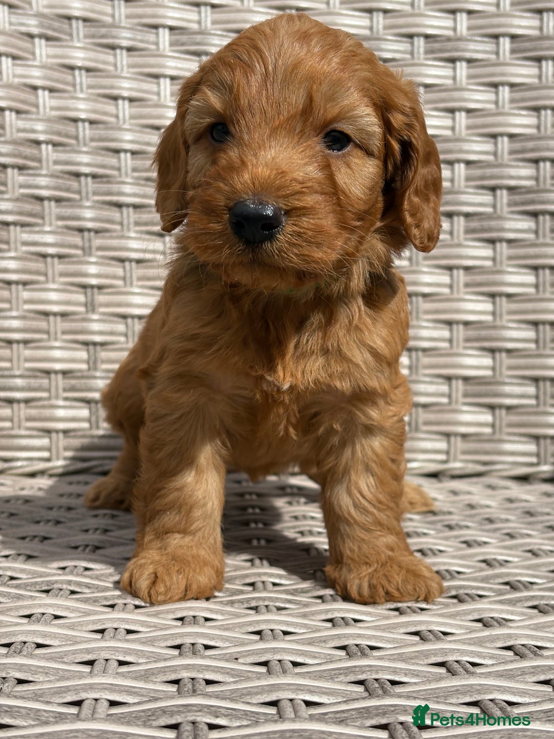 Cockapoo dogs for sale: 😍😍 F1 cockapoo puppies 😍😍 - Image 3