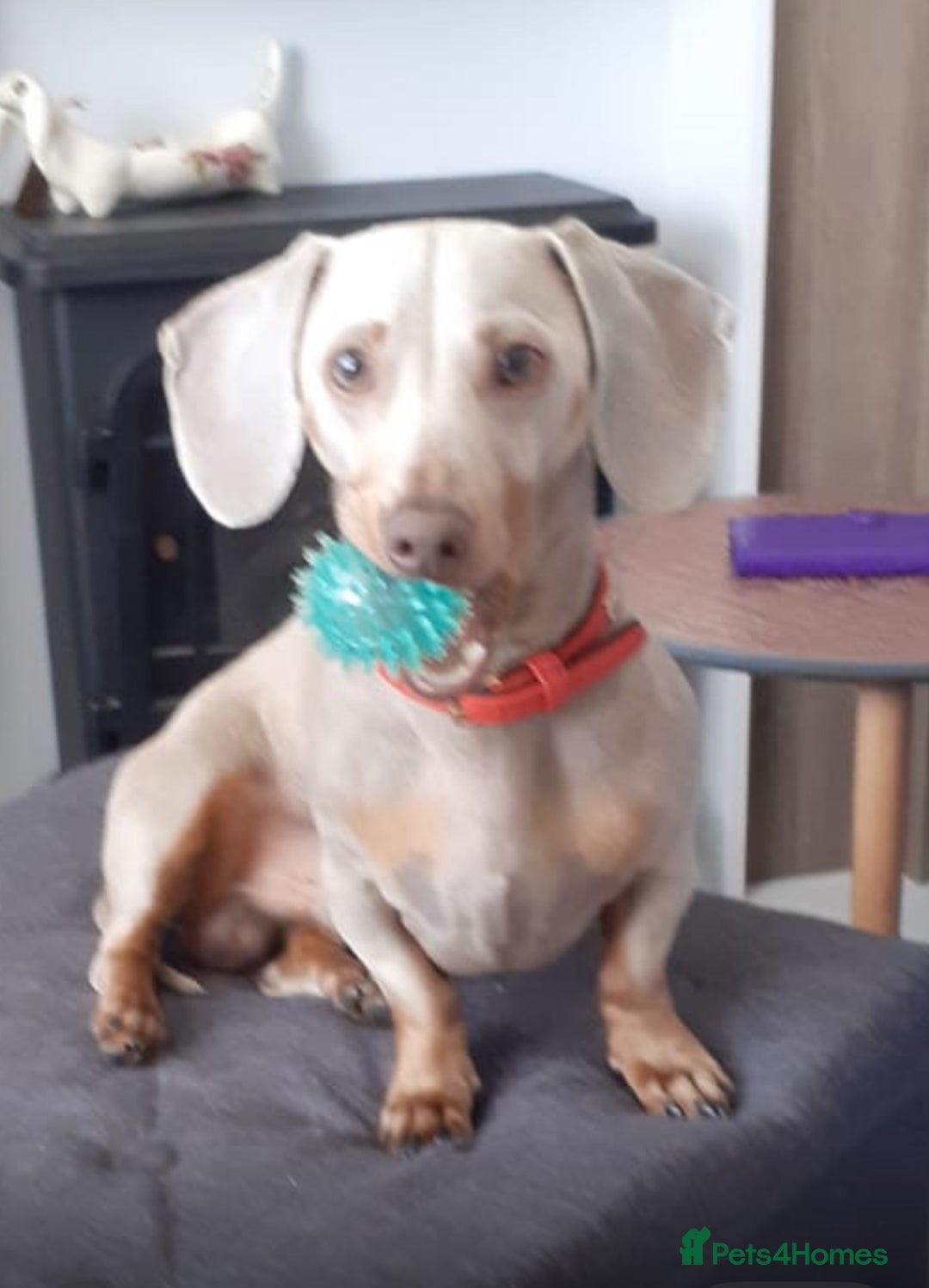 Miniature Dachshund dogs for stud: Champion Prince Buddy in Liverpool - Image 5