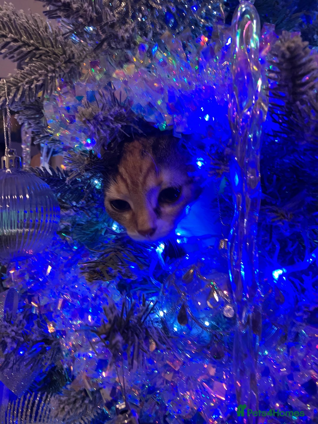 Domestic Shorthair cats for sale: 3 gorgeous kittens looking for their forever home. - Advert 4