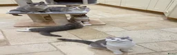 British Shorthair cats for sale: READY NOW - REGISTERED FULL PEDIGREE BSH KITTENS - Advert 6