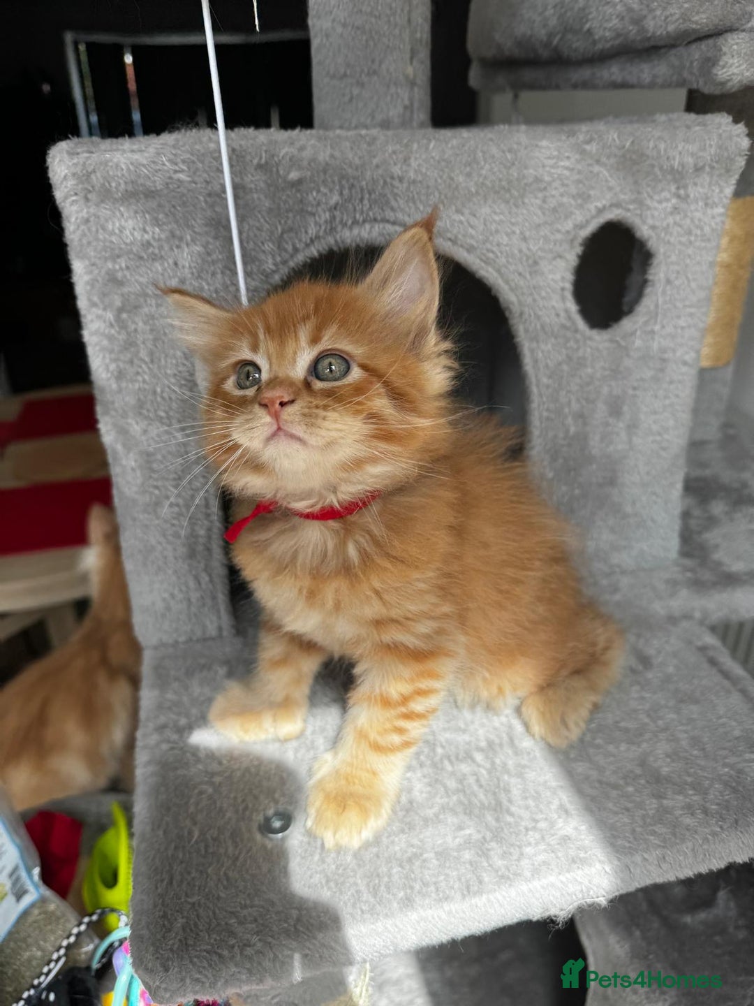 Maine Coon cats for sale: Ginger Polydactyl Main Coon kittens available - Image 10