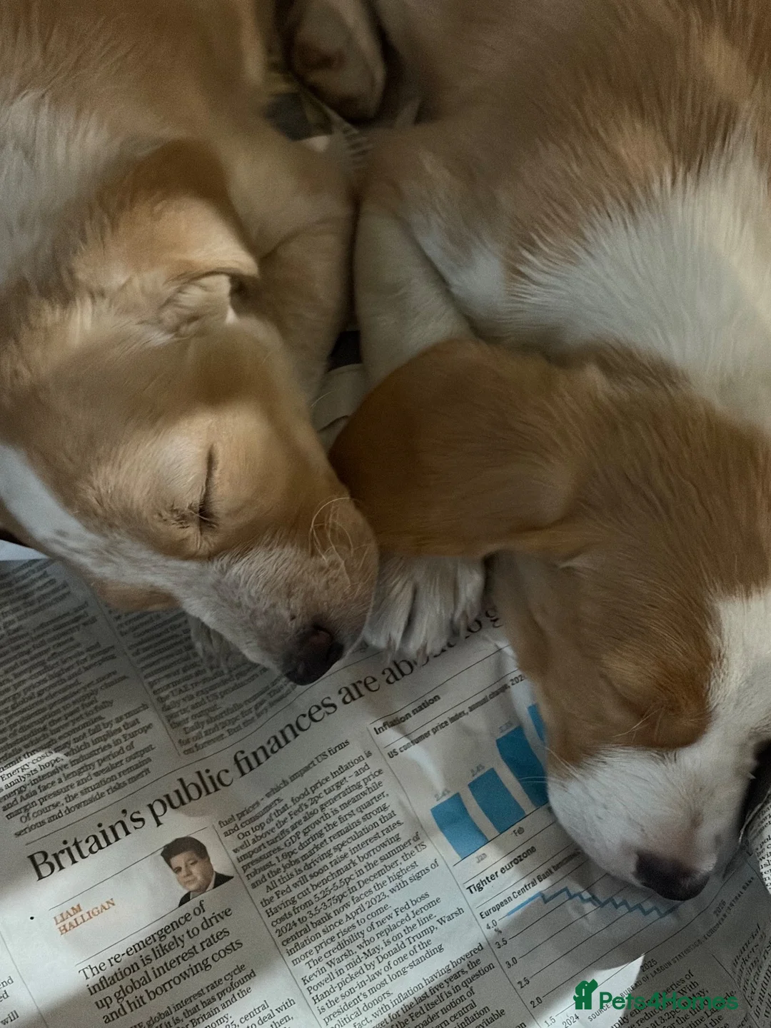 Mixed Breed dogs for sale: Gorgeous healthy happy puppies ready to go in Dulverton - Advert 9